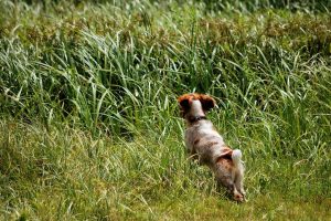 what is a spaniel working test