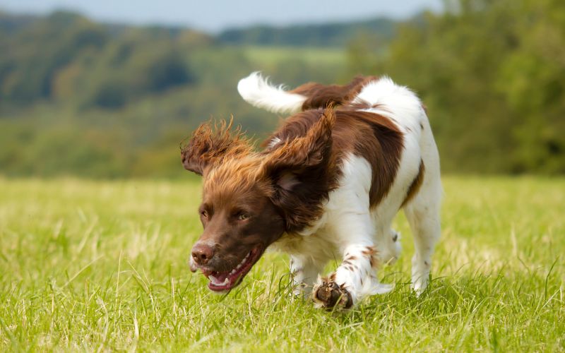 what is a spaniel working test