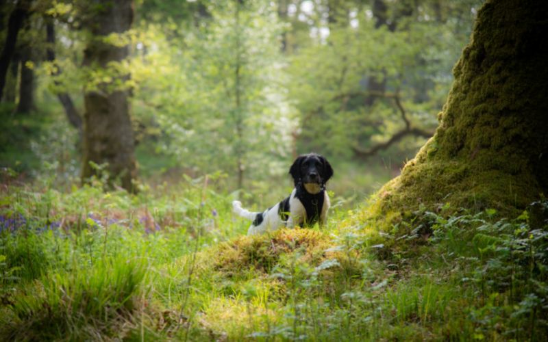 what is a spaniel working test