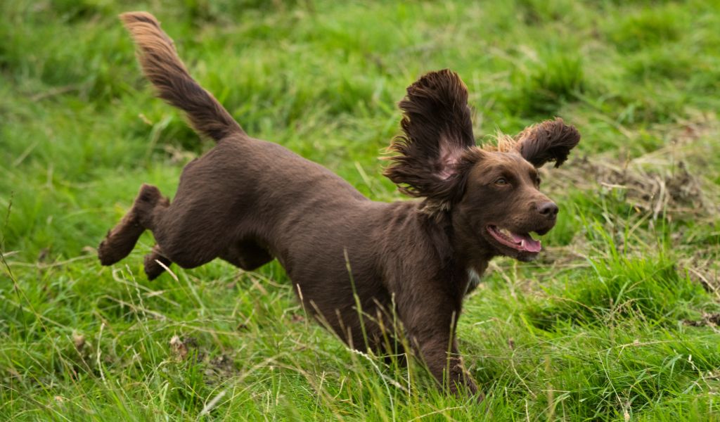 What is a spaniel working test?