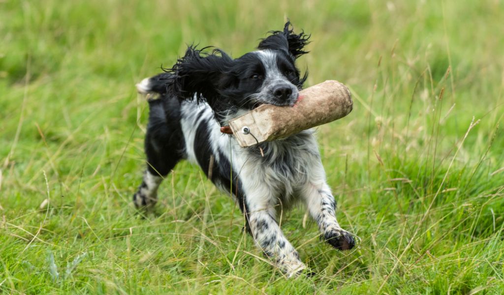 What is a spaniel working test?