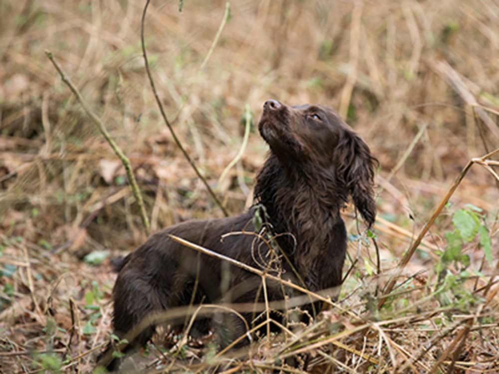 What is a spaniel working test?
