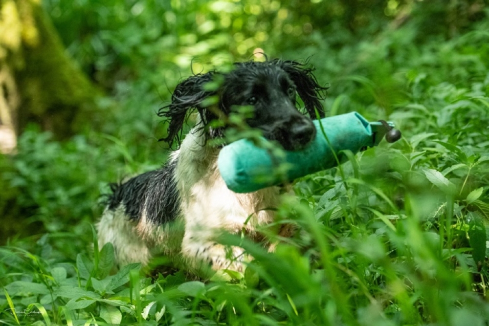 what is a spaniel working test