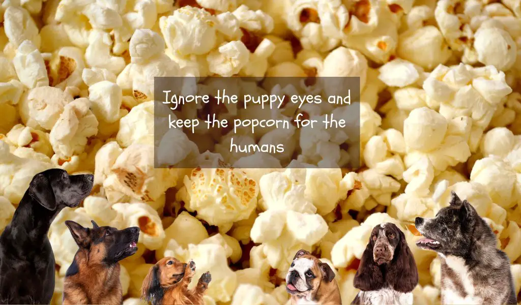 Can dogs eat popcorn?