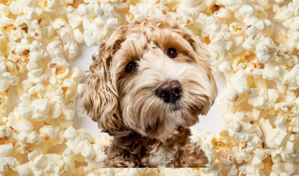 doggy popcorn
