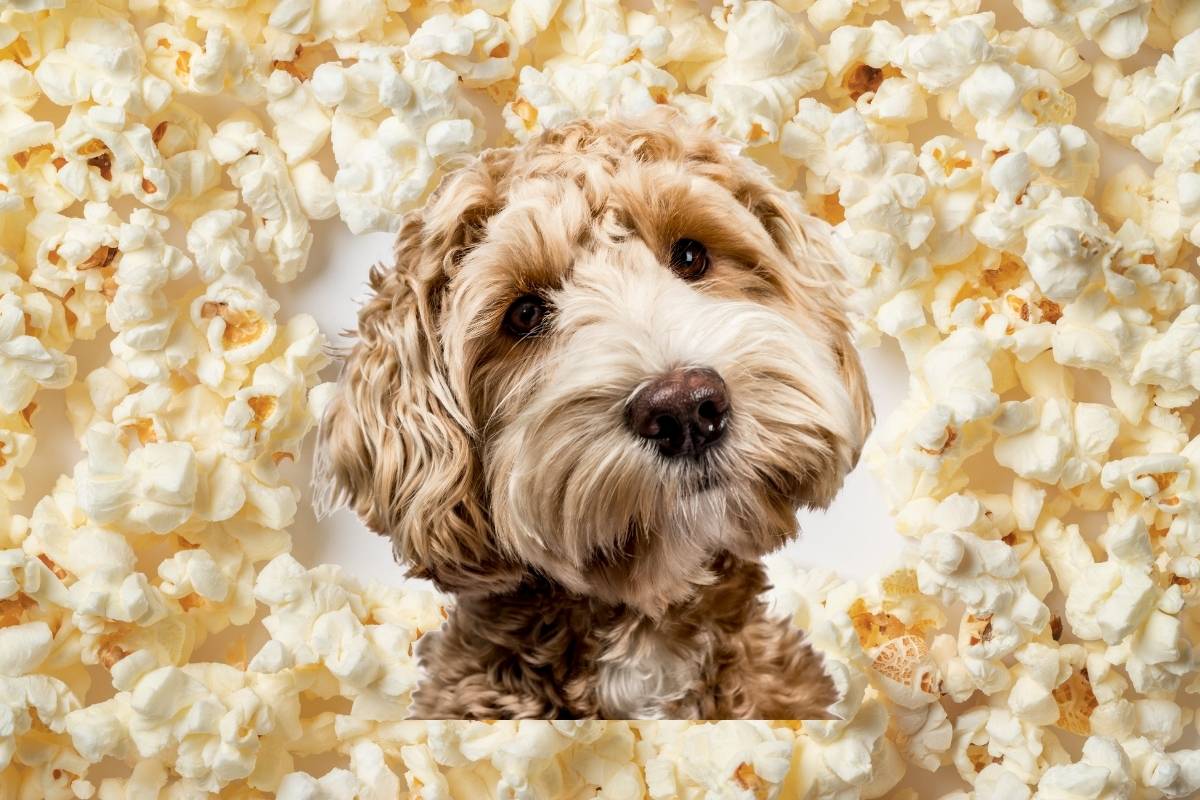 Can dogs eat popcorn?