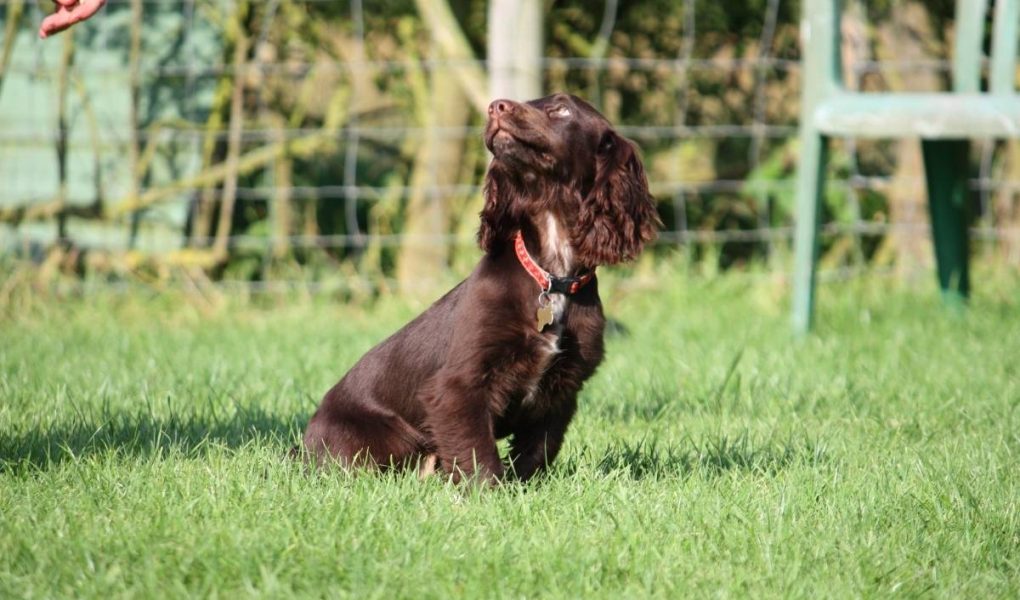 chocolate spaniel