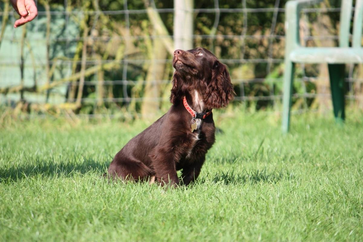 Are Chocolate Cocker Spaniels Rare?