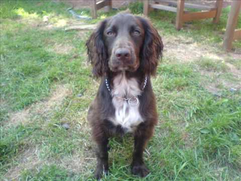 Are Chocolate Cocker Spaniels Rare? 7 Are Chocolate Cocker Spaniels rare?