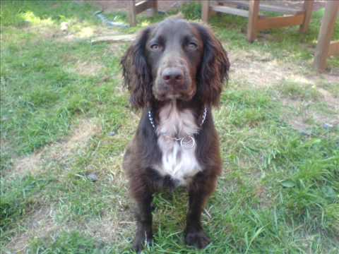 Are Chocolate Cocker Spaniels rare? 