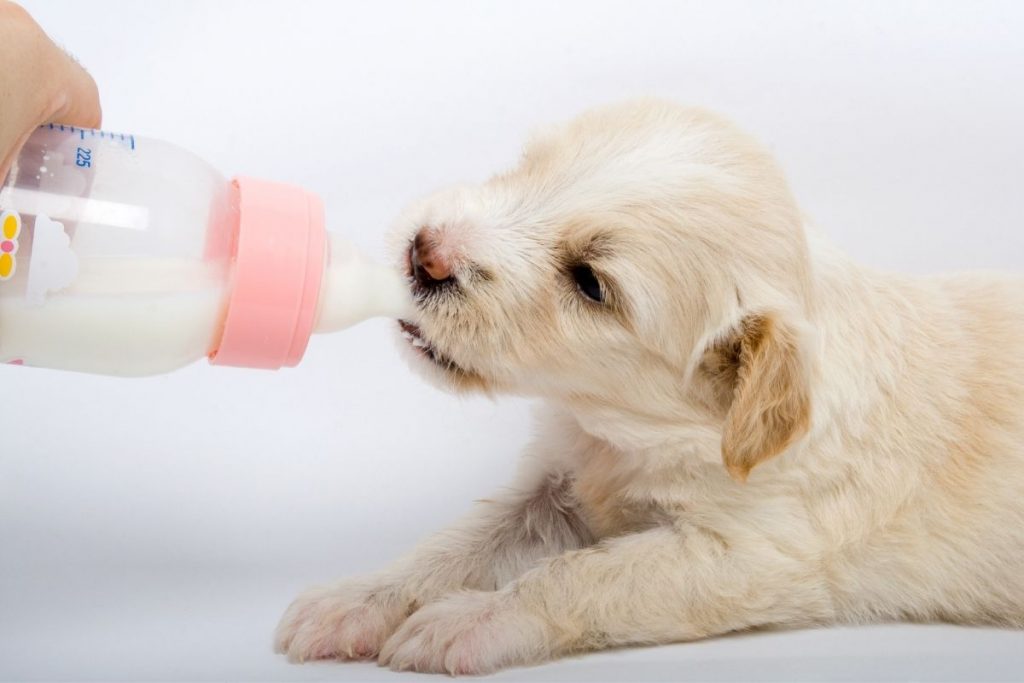 can dogs drink goat's milk