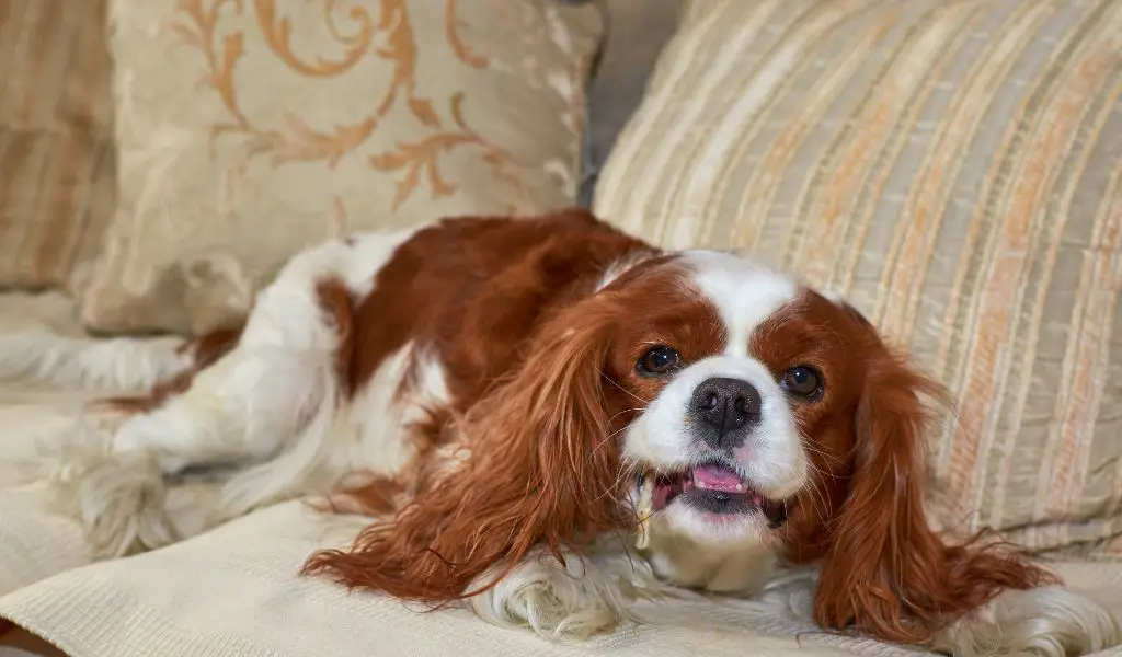 Can a Cavalier King Charles spaniel be left alone?