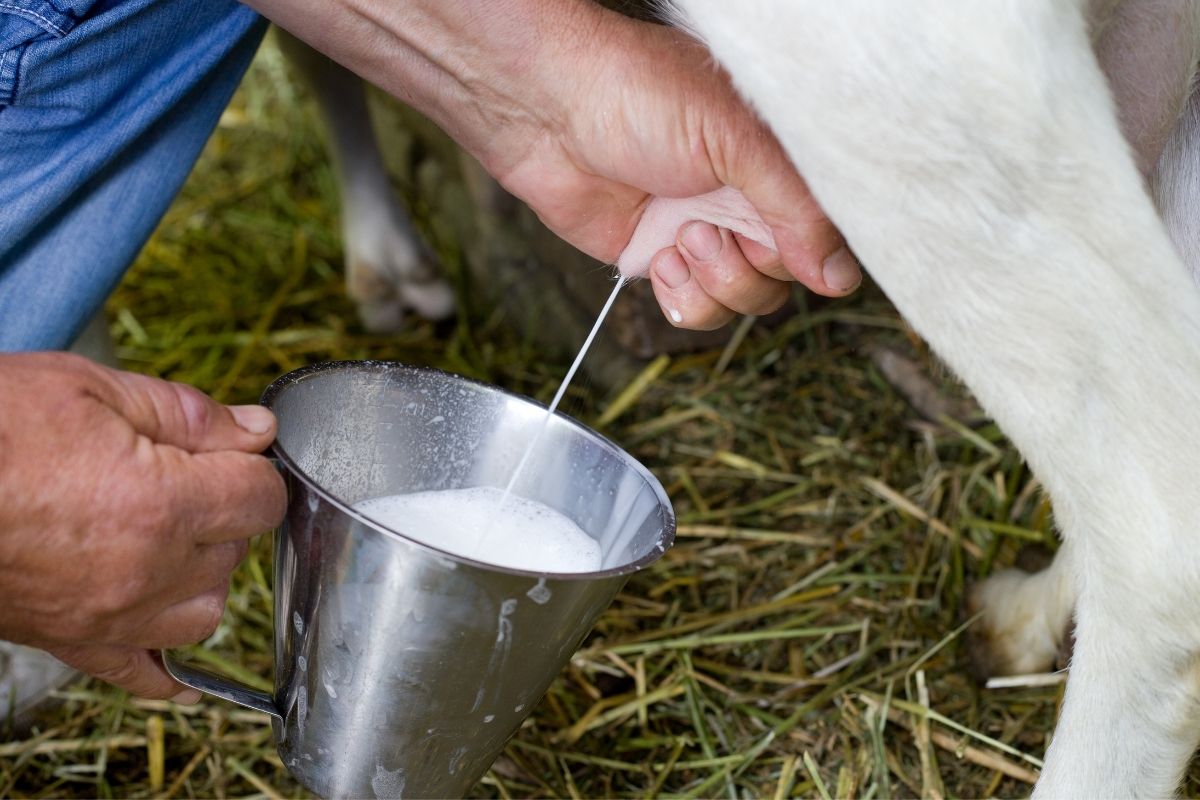 Can dogs drink goat’s milk?