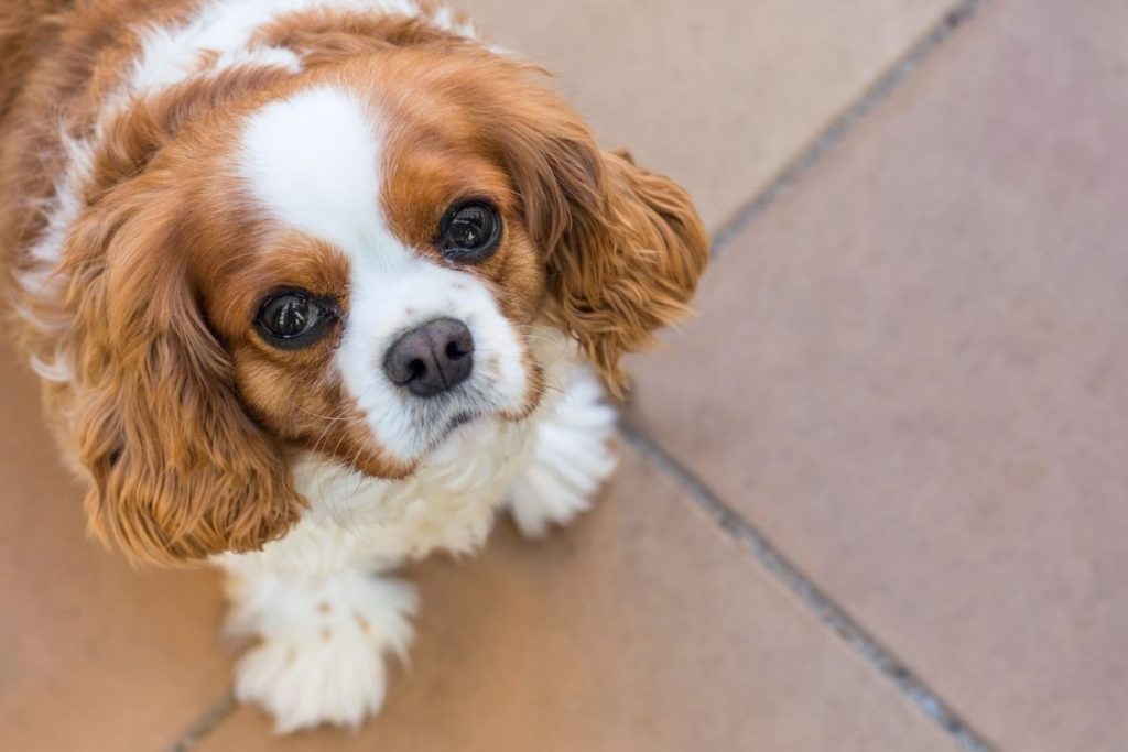 king charles spaniel