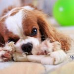 can a king charles spaniel be left alone