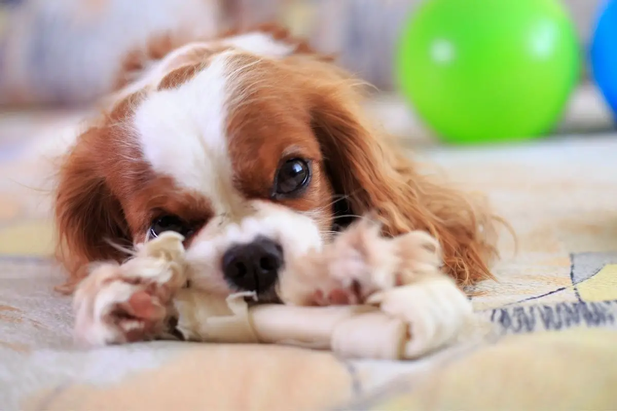 can a king charles spaniel be left alone