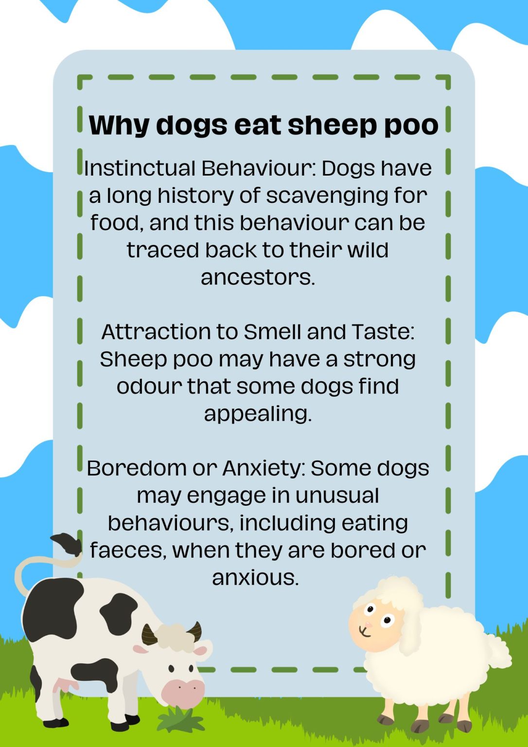 Why Do Dogs Eat Sheep Poo? Easy Spaniel Training