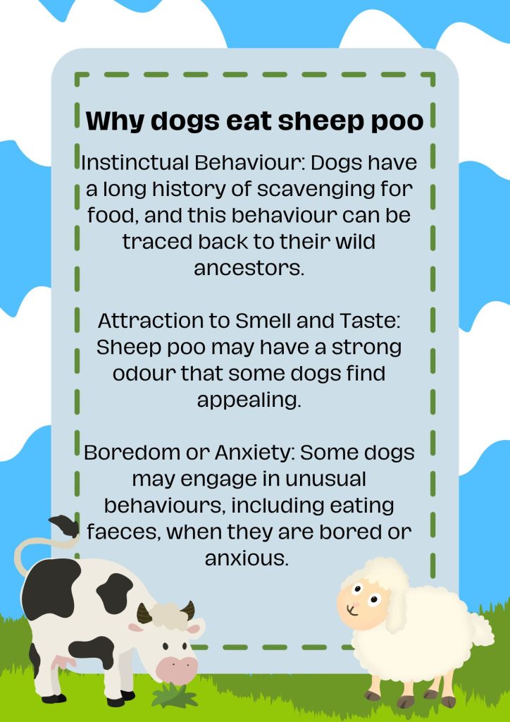why do dogs eat sheep poo