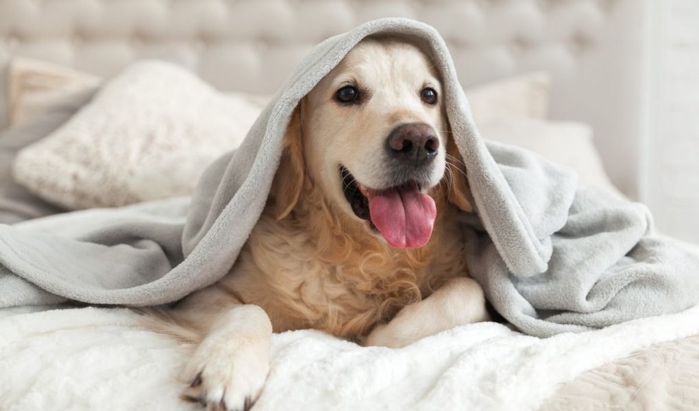 why does my dog scratch my bed