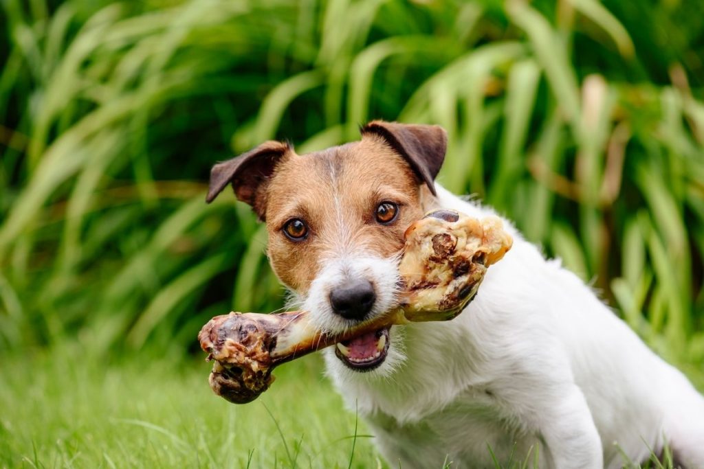 Do dog treats taste good? 9 what do dog treats taste like