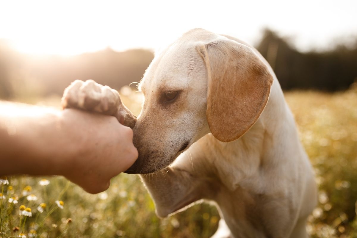 what do dog treats taste like