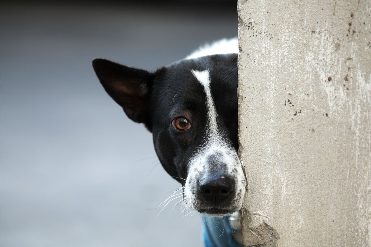 Do dog whistles work through walls?