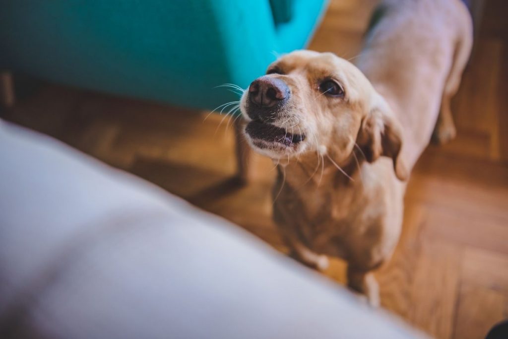Do dogs get tired of barking? 8 do dogs get tired of barking
