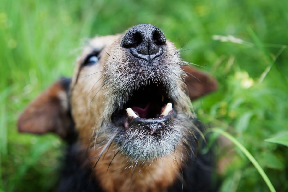 Do dogs get tired of barking?