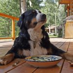 do dogs get tired of eating the same food