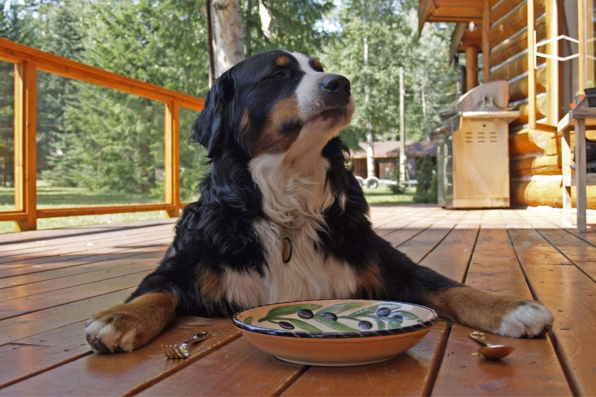 do dogs get tired of eating the same food