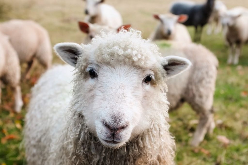 why do dogs eat sheep poo