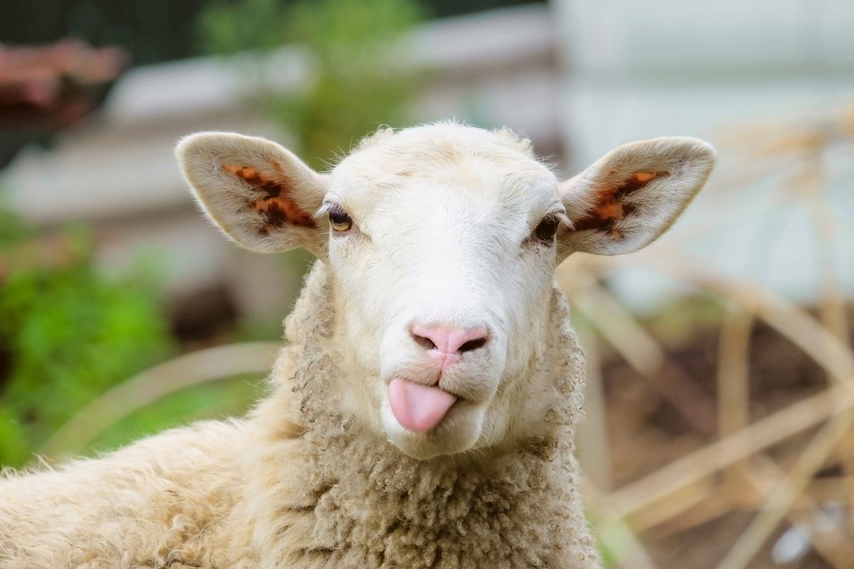 Why do dogs eat sheep poo?