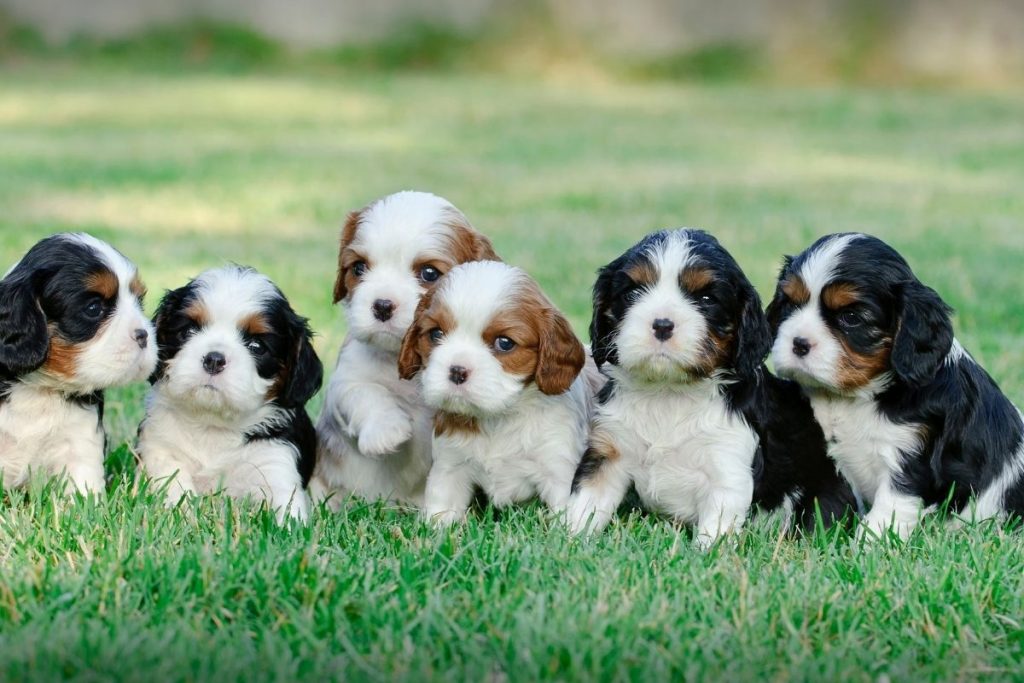 puppies