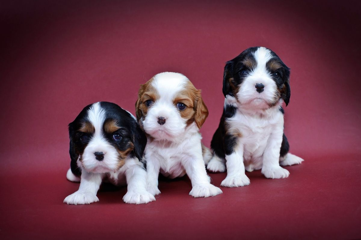 How many puppies can a Cavalier King Charles spaniel have?