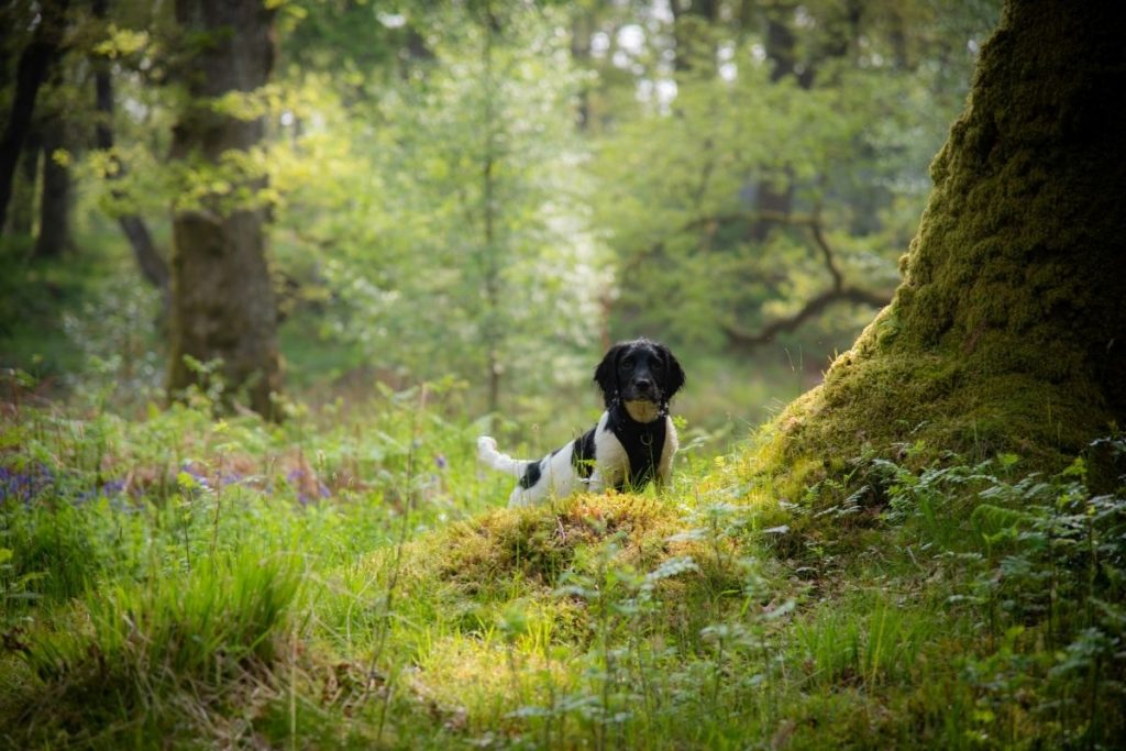 why do springer spaniels go round in circles