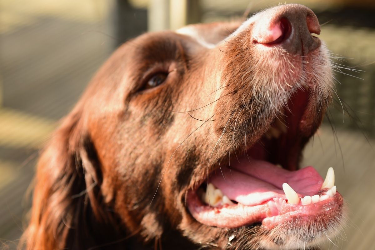 Why do Springer Spaniels go round in circles?