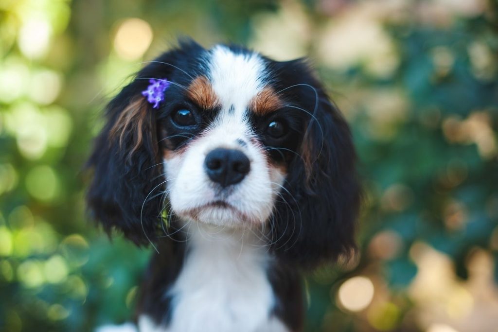 when does a cavalier king charles spaniel calm down