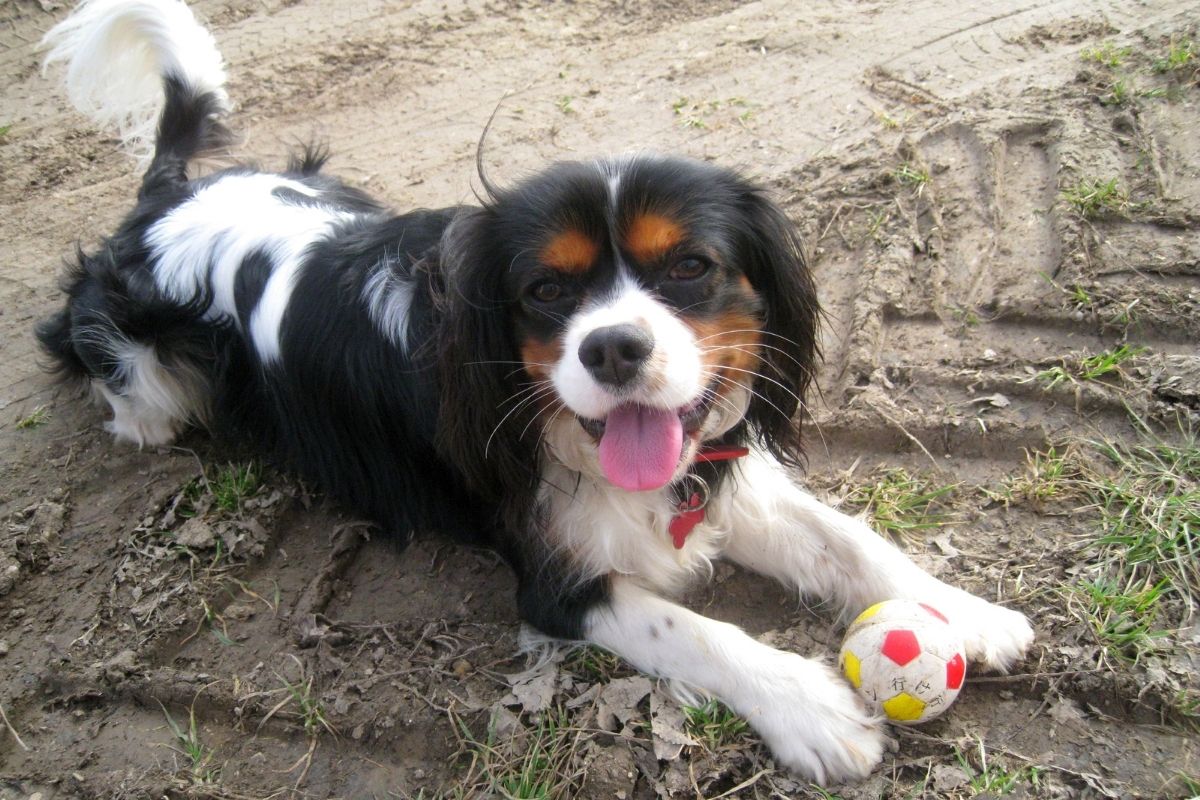 When does a Cavalier King Charles spaniel calm down?