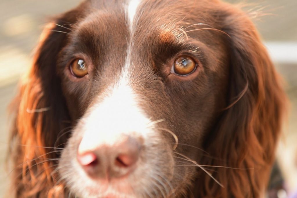 how old is a fully grown springer