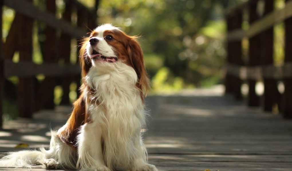 how much exercise does a cavalier king charles need