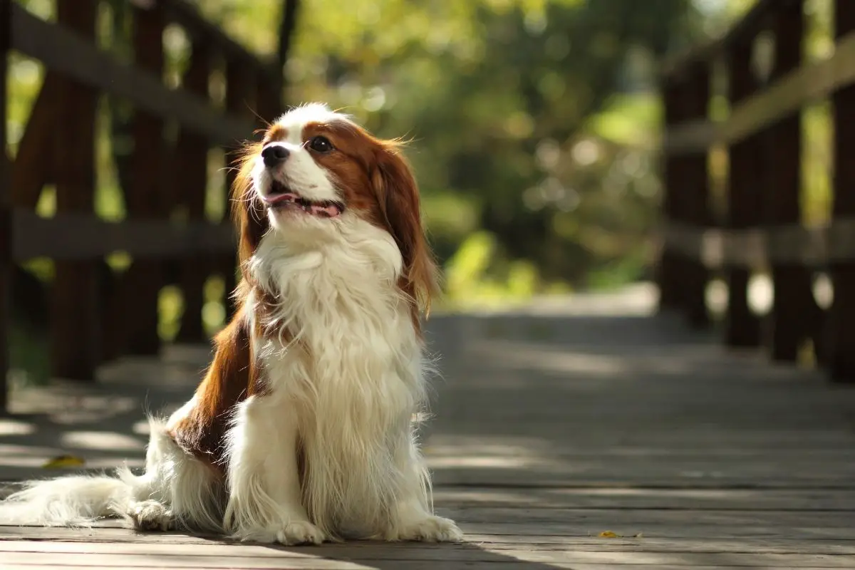 how much exercise does a cavalier king charles need