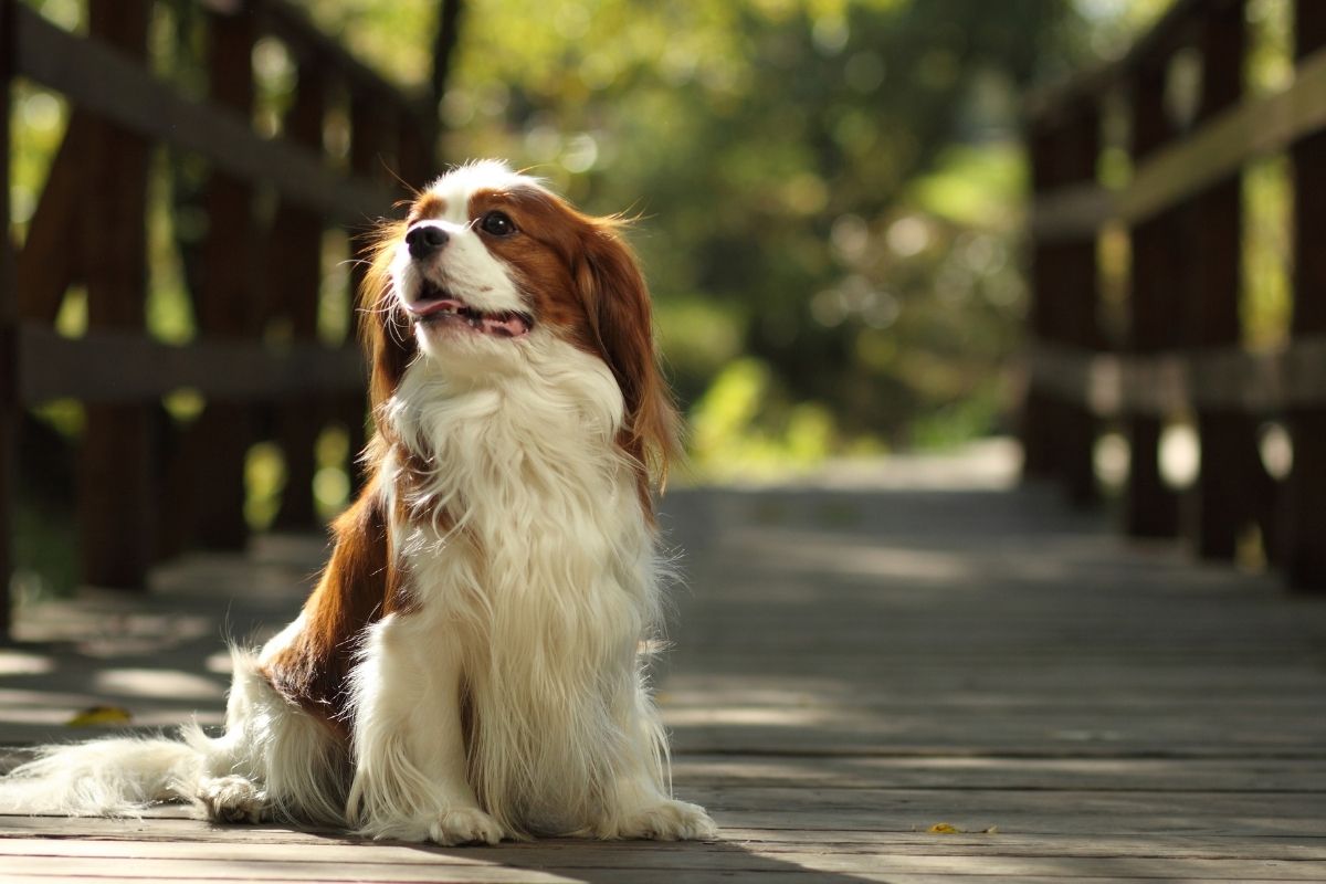 how much exercise does a cavalier king charles need