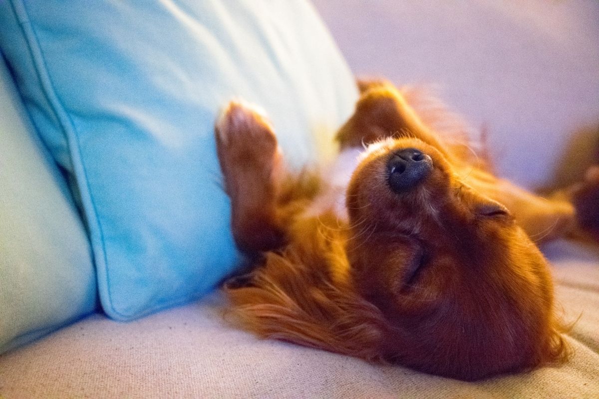 How long do Cavalier King Charles spaniels sleep?