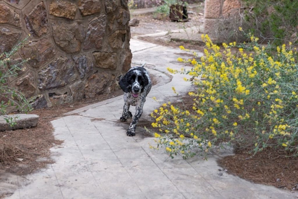 what is a blue roan cocker spaniel