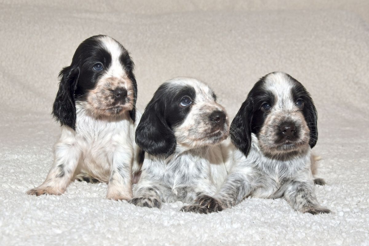 The Amazing Blue Roan Cocker spaniel