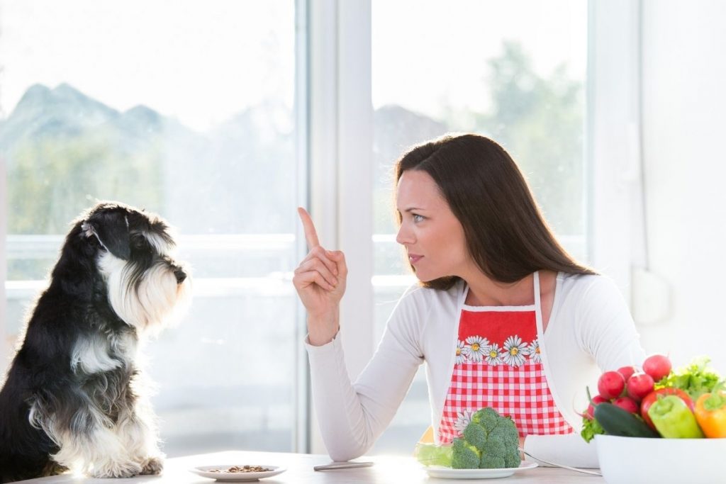Why do dogs always want to eat your food? 8 why do dogs always want to eat your food