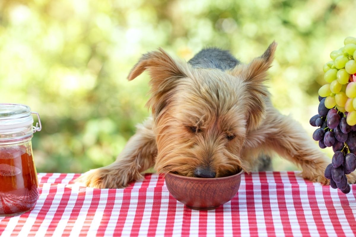 why do dogs always want to eat your food