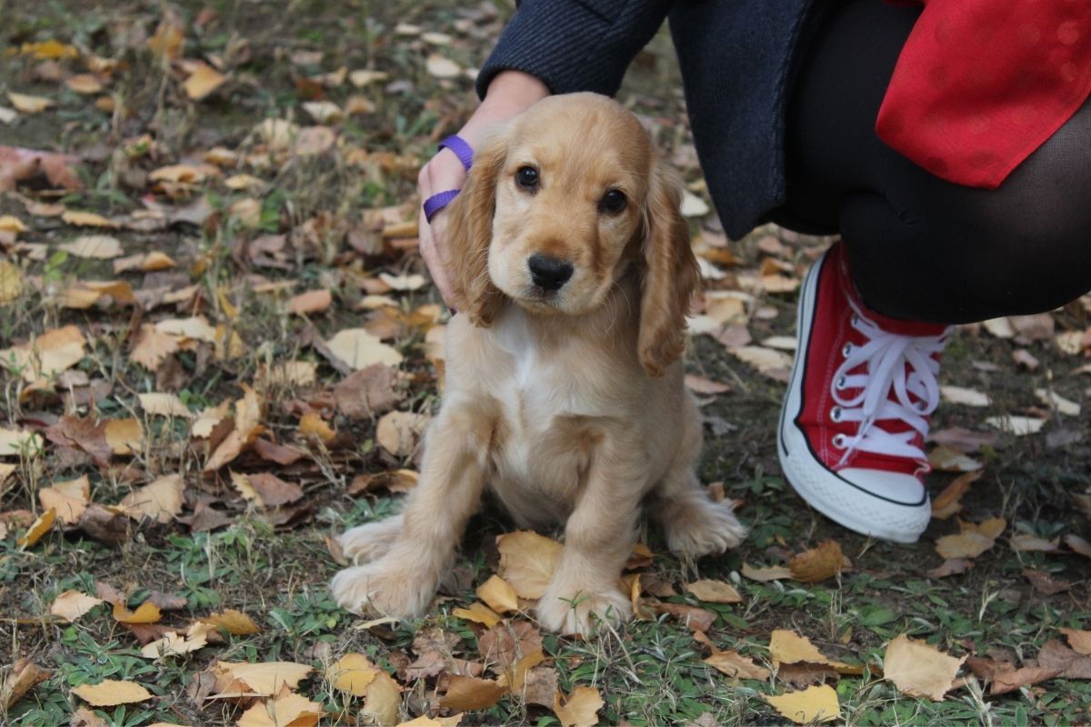 when can a cocker spaniel puppy go outside