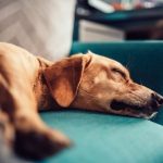 why do dogs bark in their sleep
