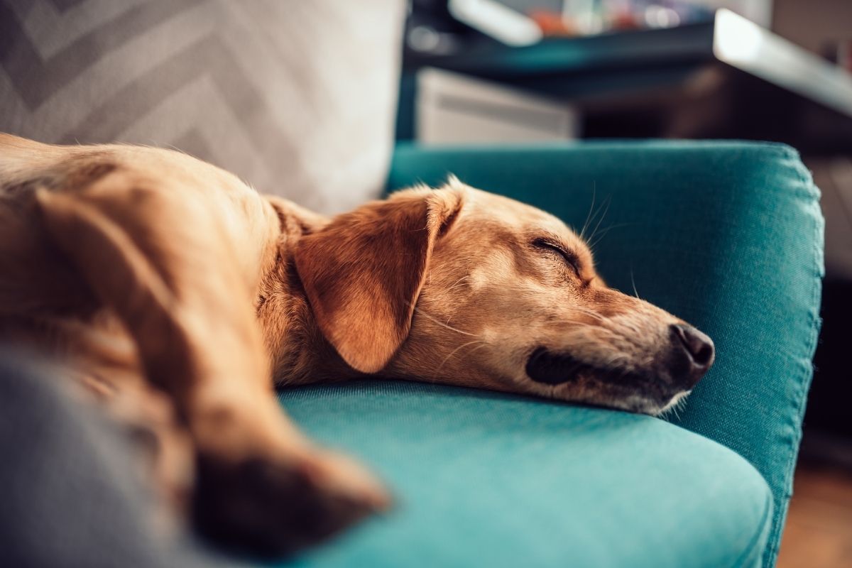 Why do dogs bark in their sleep?